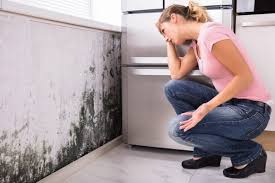 Best Mold Documentation for Insurance Claims in Merrill, WI